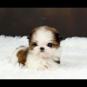 Meet your Posher, Bing